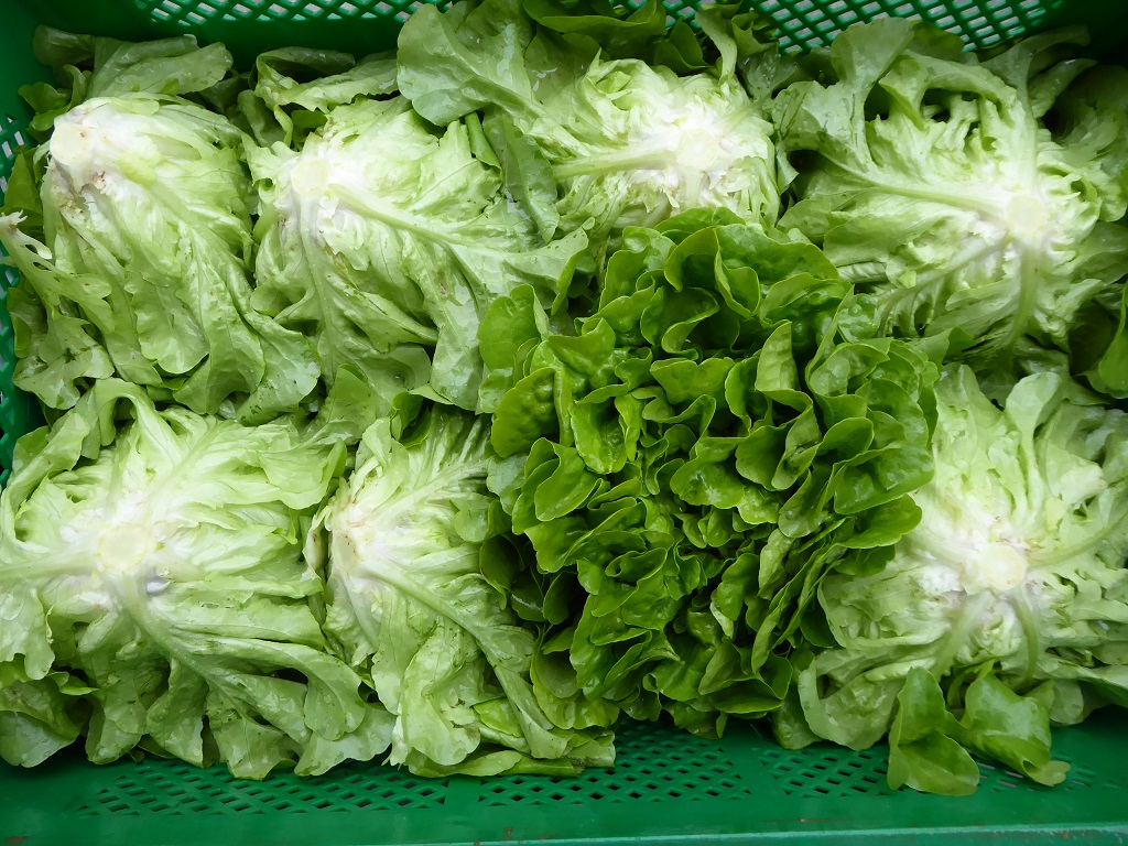 grüne Salate