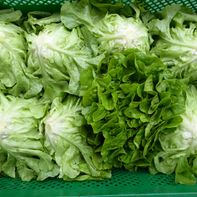 Salate grün